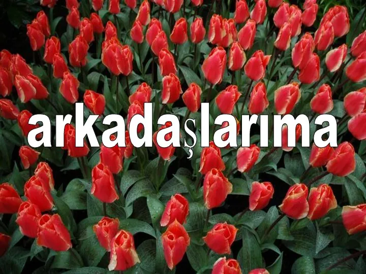 arkadaşlarıma