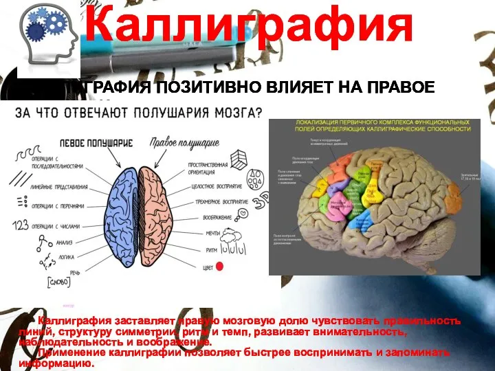 Каллиграфия Каллиграфия заставляет правую мозговую долю чувствовать правильность линий, структуру симметрии, ритм