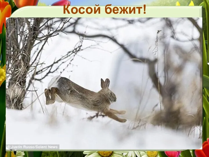 Косой бежит!