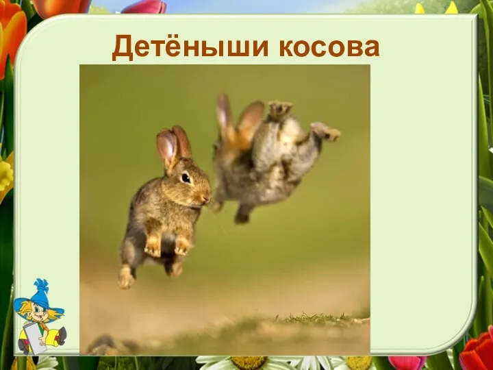 Детёныши косова