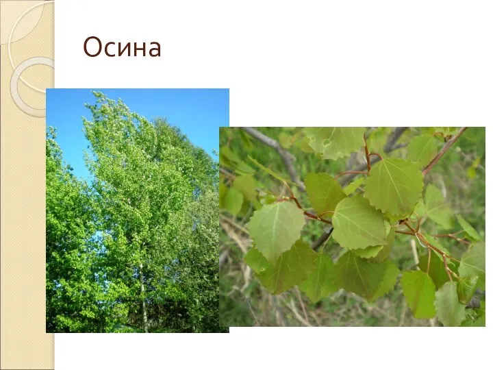 Осина