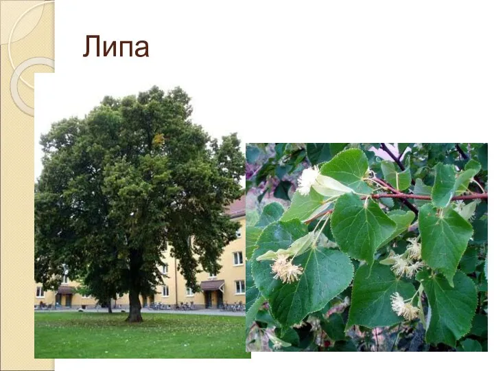 Липа