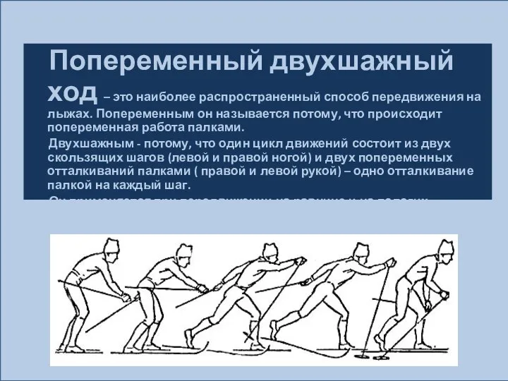 Попеременный двухшажный ход – это наиболее распространенный способ передвижения на лыжах. Попеременным