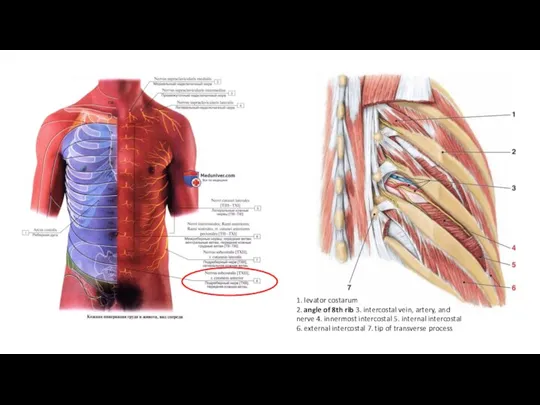1. levator costarum 2. angle of 8th rib 3. intercostal vein, artery,