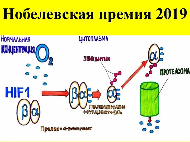 Нобелевская премия 2019