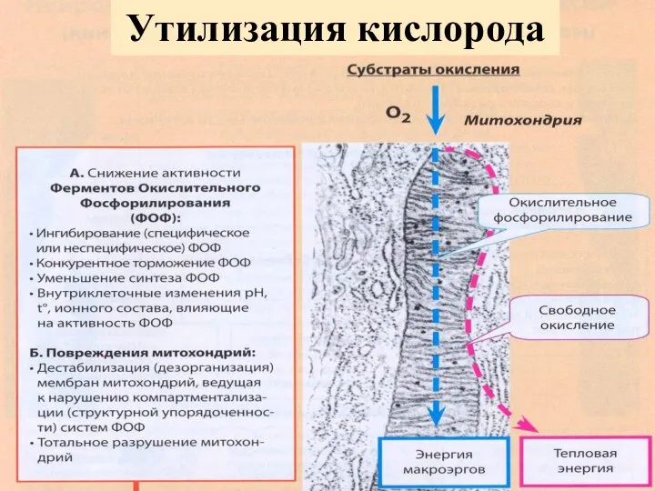 Утилизация кислорода