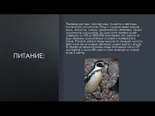 ПИТАНИЕ: Пингвины едят рыбу, ракообразных, планктон и некрупных головоногих моллюсков. Птица с