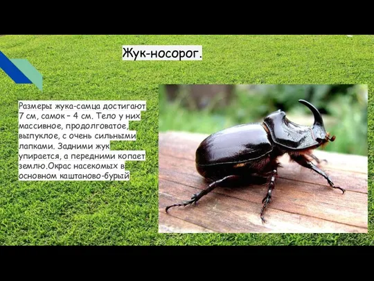 Размеры жука-самца достигают 7 см, самок – 4 см. Тело у них