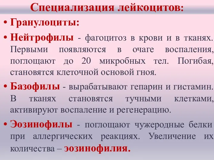 Специализация лейкоцитов: Гранулоциты: Нейтрофилы - фагоцитоз в крови и в тканях. Первыми