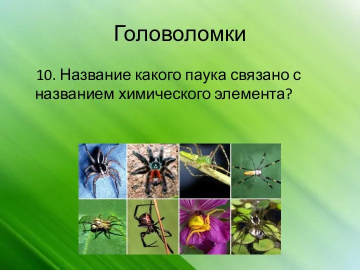 Головоломки 10. Название какого паука связано с названием химического элемента?