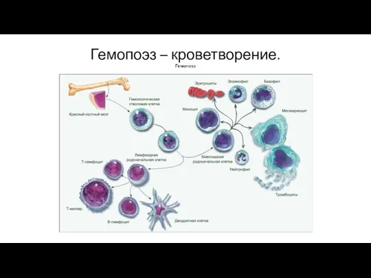 Гемопоэз – кроветворение.