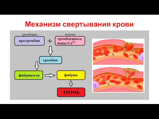 Механизм свертывания крови