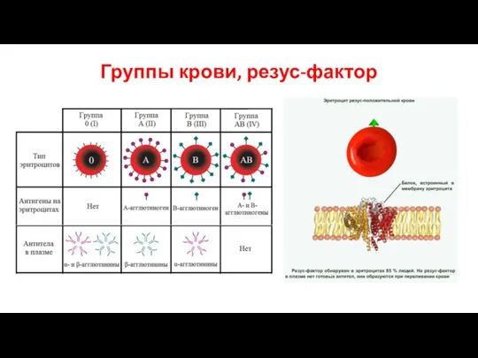 Группы крови, резус-фактор