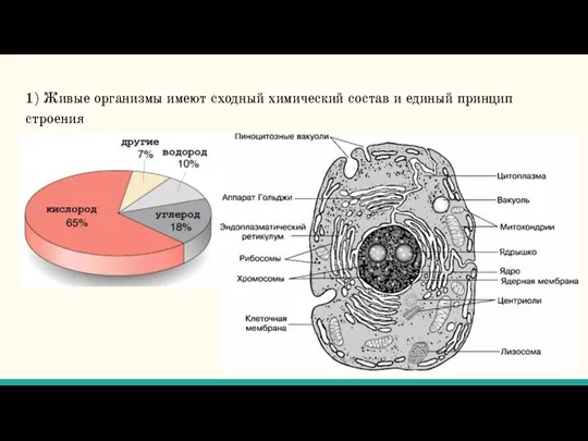 1) Живые организмы имеют сходный химический состав и единый принцип строения