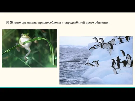 8) Живые организмы приспособлены к определённой среде обитания.