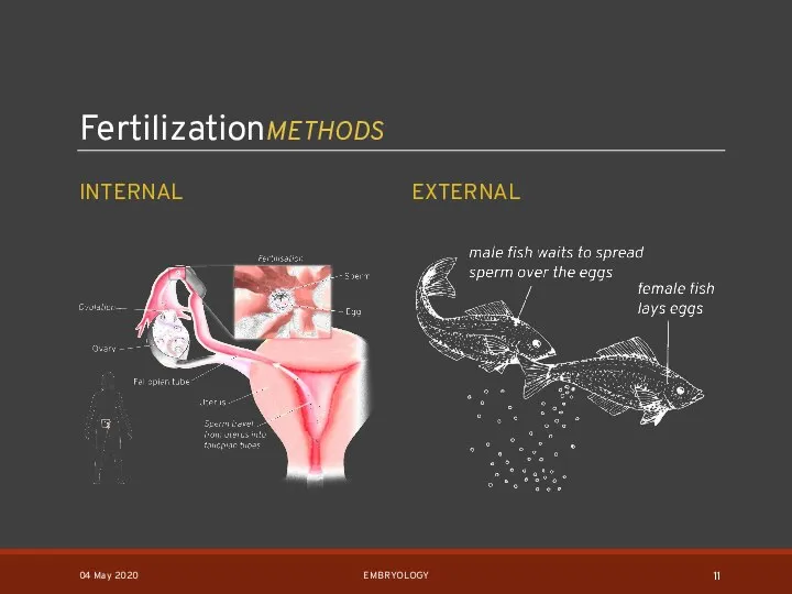 FertilizationMETHODS INTERNAL EXTERNAL 04 May 2020 EMBRYOLOGY