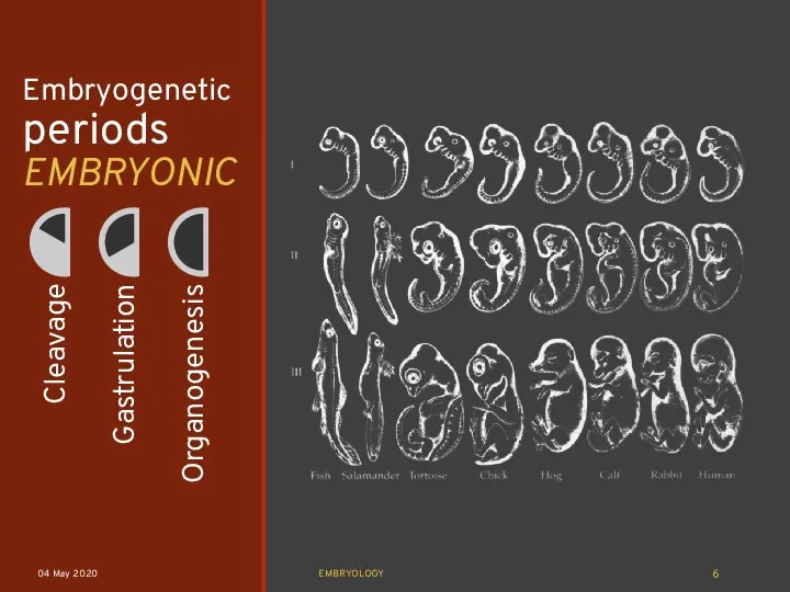 Embryogenetic periods EMBRYONIC 04 May 2020 EMBRYOLOGY