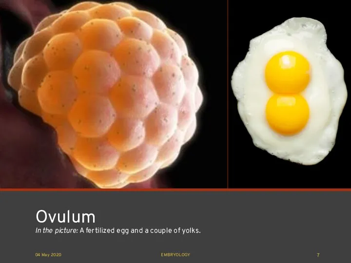 Ovulum In the picture: A fertilized egg and a couple of yolks. 04 May 2020 EMBRYOLOGY