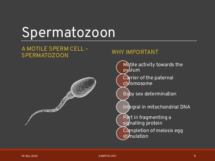 Spermatozoon A MOTILE SPERM CELL – SPERMATOZOON WHY IMPORTANT 04 May 2020 EMBRYOLOGY