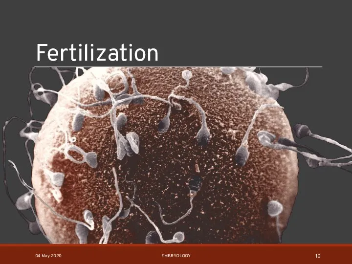 Fertilization 04 May 2020 EMBRYOLOGY