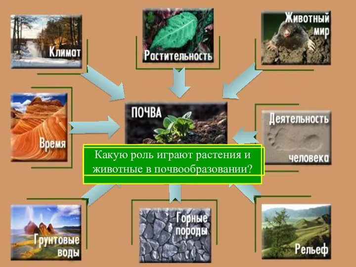 С чего начинается образование почвы? Какие горные породы наиболее распространены на территории