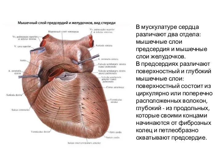 В мускулатуре сердца различают два отдела: мышечные слои предсердия и мышечные слои