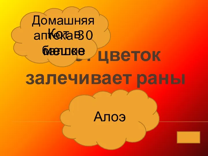 Этот цветок залечивает раны Алоэ Кот в мешке Домашняя аптека 30 баллов