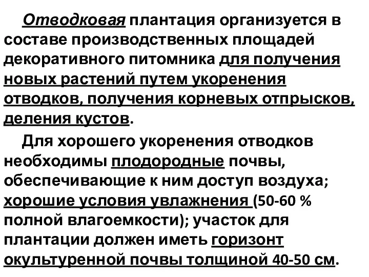 Отводковая плантация организуется в составе производственных площадей декоративного питомника для получения новых