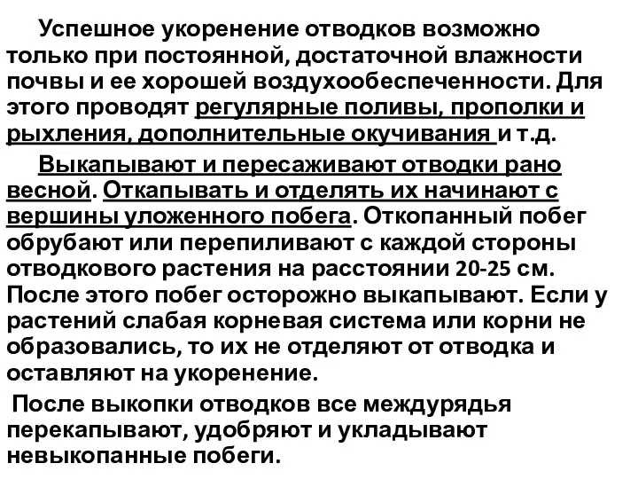 Успешное укоренение отводков возможно только при постоянной, достаточной влажности почвы и ее