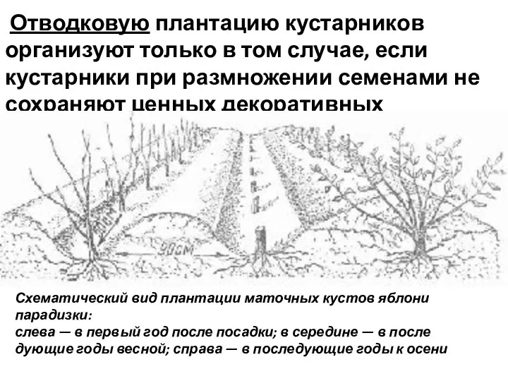 Отводковую плантацию кустарников организуют только в том случае, если кустарники при размножении