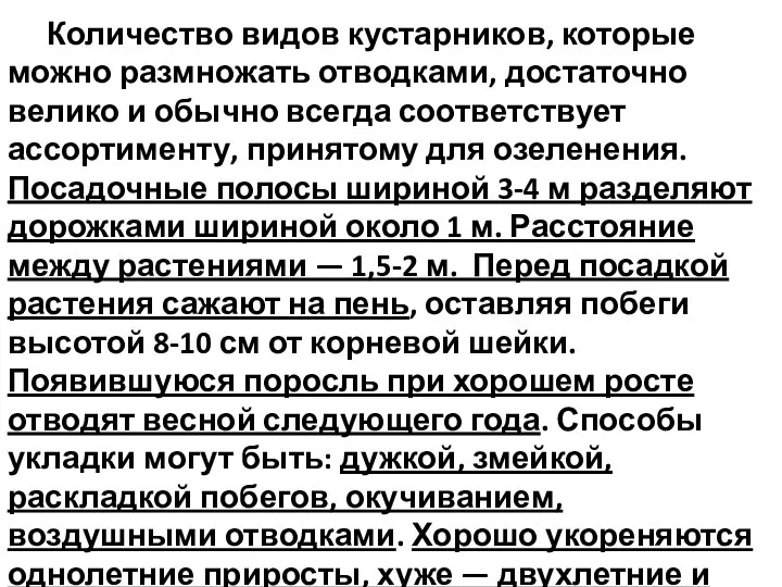 Количество видов кустарников, которые можно размножать отводками, достаточно велико и обычно всегда