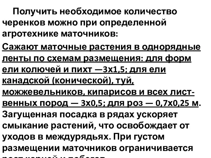 Получить необходимое количество черенков можно при определенной агротехнике маточников: Сажают маточные растения