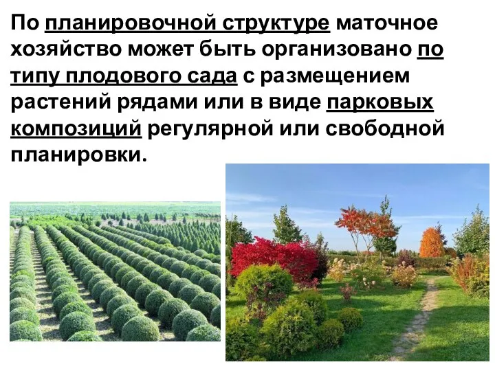 По планировочной структуре маточное хозяйство может быть организовано по типу плодового сада