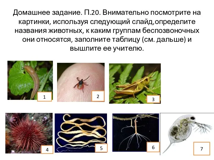 Домашнее задание. П.20. Внимательно посмотрите на картинки, используя следующий слайд,определите названия животных,