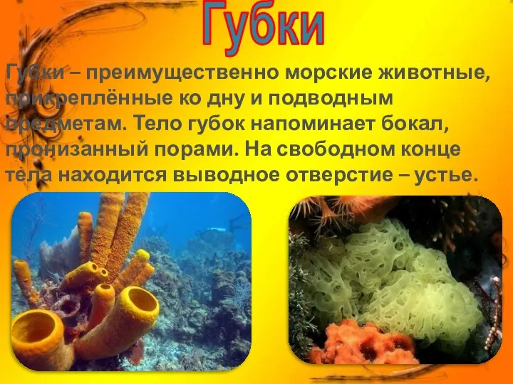 Губки Губки – преимущественно морские животные, прикреплённые ко дну и подводным предметам.