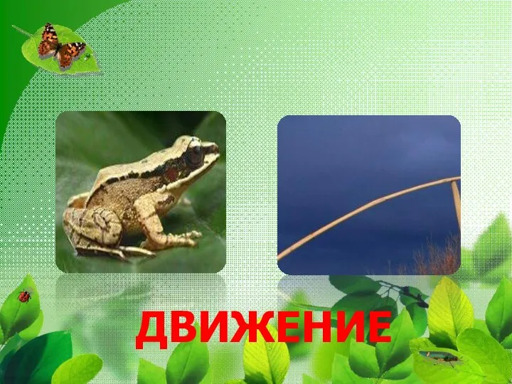 ДВИЖЕНИЕ