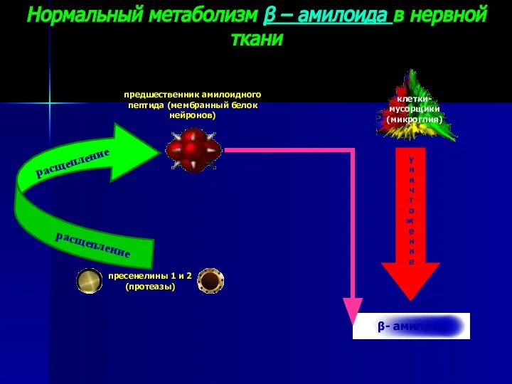 расщепление расщепление Нормальный метаболизм β – амилоида в нервной ткани клетки- мусорщики