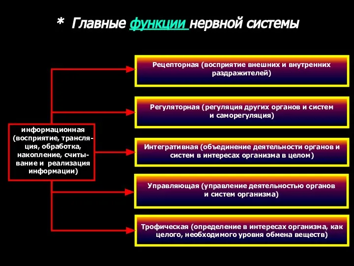 * Главные функции нервной системы Регуляторная (регуляция других органов и систем и