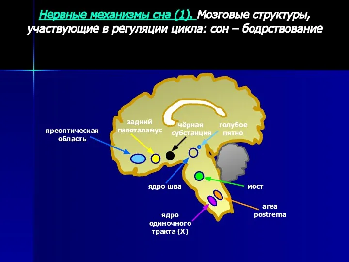 Нервные механизмы сна (1). Мозговые структуры, участвующие в регуляции цикла: сон –