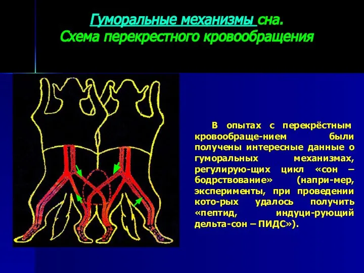 Гуморальные механизмы сна. Схема перекрестного кровообращения В опытах с перекрёстным кровообраще-нием были