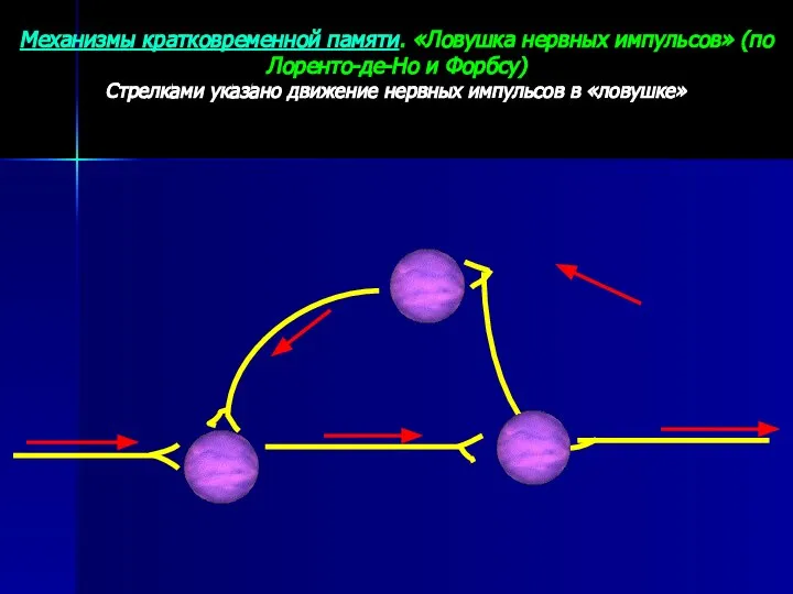 Механизмы кратковременной памяти. «Ловушка нервных импульсов» (по Лоренто-де-Но и Форбсу) Стрелками указано