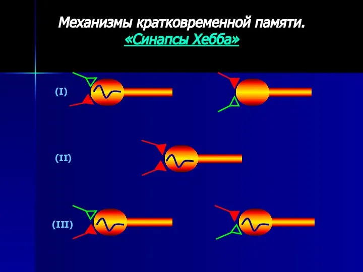 Механизмы кратковременной памяти. «Синапсы Хебба» (I) (II) (III)