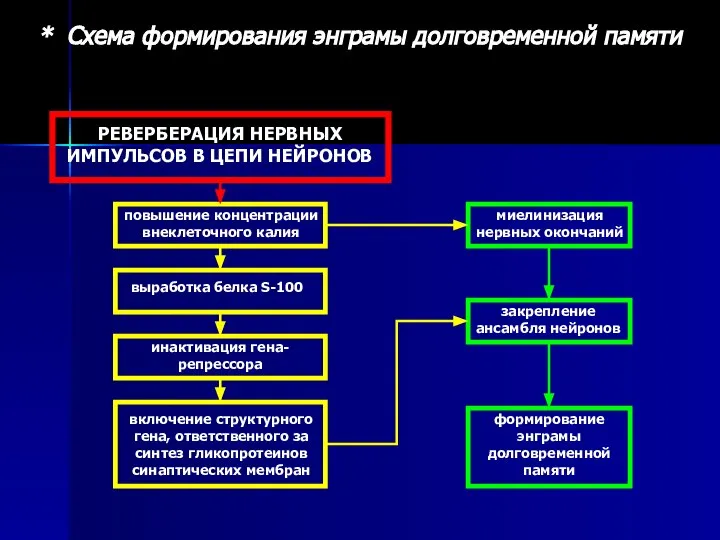 РЕВЕРБЕРАЦИЯ НЕРВНЫХ ИМПУЛЬСОВ В ЦЕПИ НЕЙРОНОВ повышение концентрации внеклеточного калия выработка белка