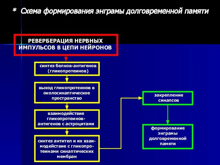 РЕВЕРБЕРАЦИЯ НЕРВНЫХ ИМПУЛЬСОВ В ЦЕПИ НЕЙРОНОВ синтез белков-антигенов (гликопротеинов) выход гликопротеинов в