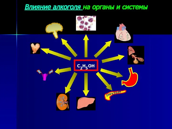 Влияние алкоголя на органы и системы С2Н5ОН pancreas