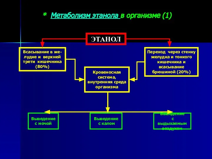 * Метаболизм этанола в организме (1) ЭТАНОЛ Всасывание в же- лудке и