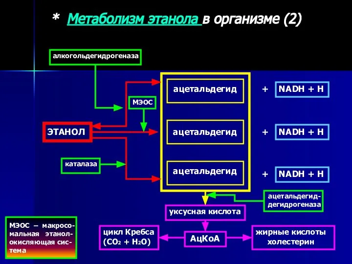 * Метаболизм этанола в организме (2) ЭТАНОЛ ацетальдегид ацетальдегид ацетальдегид алкогольдегидрогеназа +