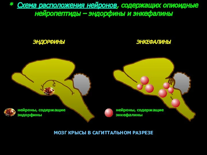 * Схема расположения нейронов, содержащих опиоидные нейропептиды – эндорфины и энкефалины ЭНДОРФИНЫ