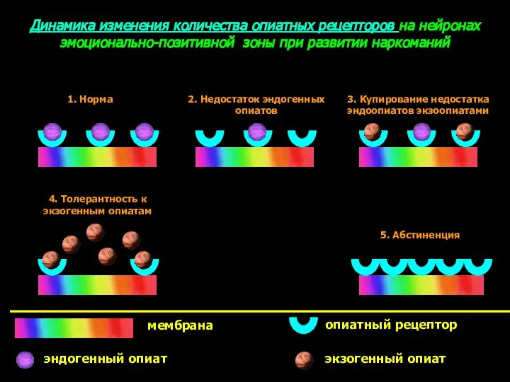 Динамика изменения количества опиатных рецепторов на нейронах эмоционально-позитивной зоны при развитии наркоманий