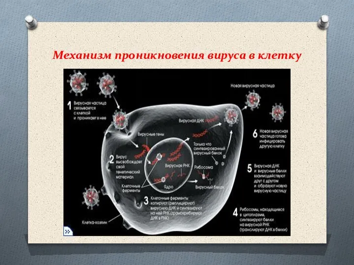 Механизм проникновения вируса в клетку